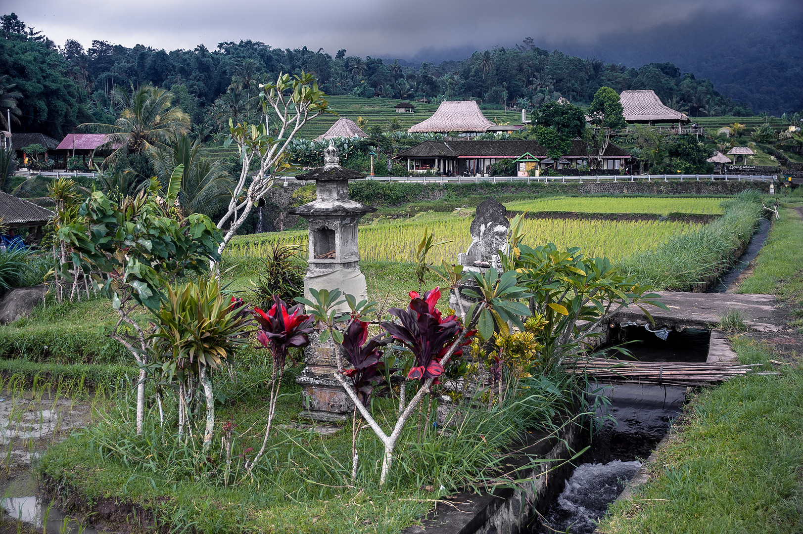 At Jatiluwih paddyfields