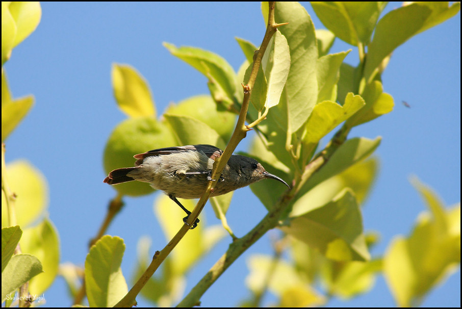 At my garden