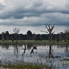 at Neak Pean 01