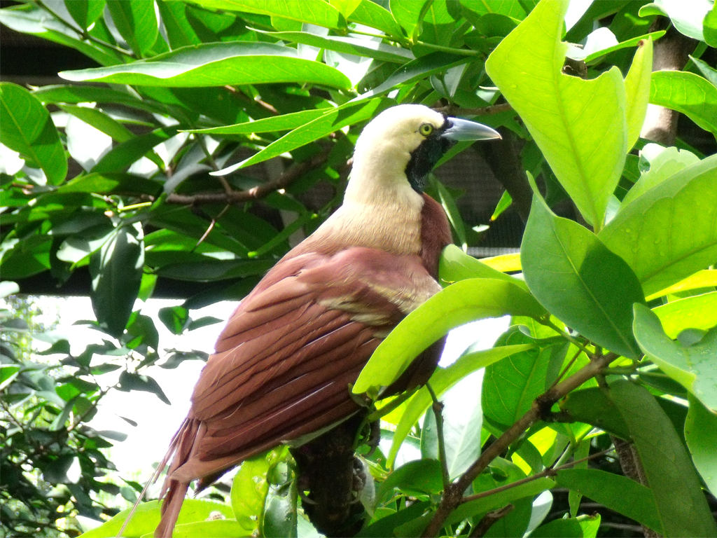 At Singapore Bird Park