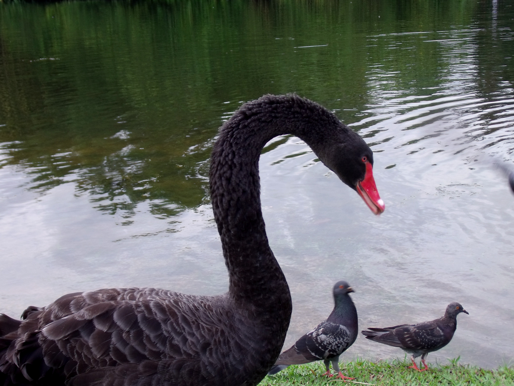 At Singapore Botanic Garden