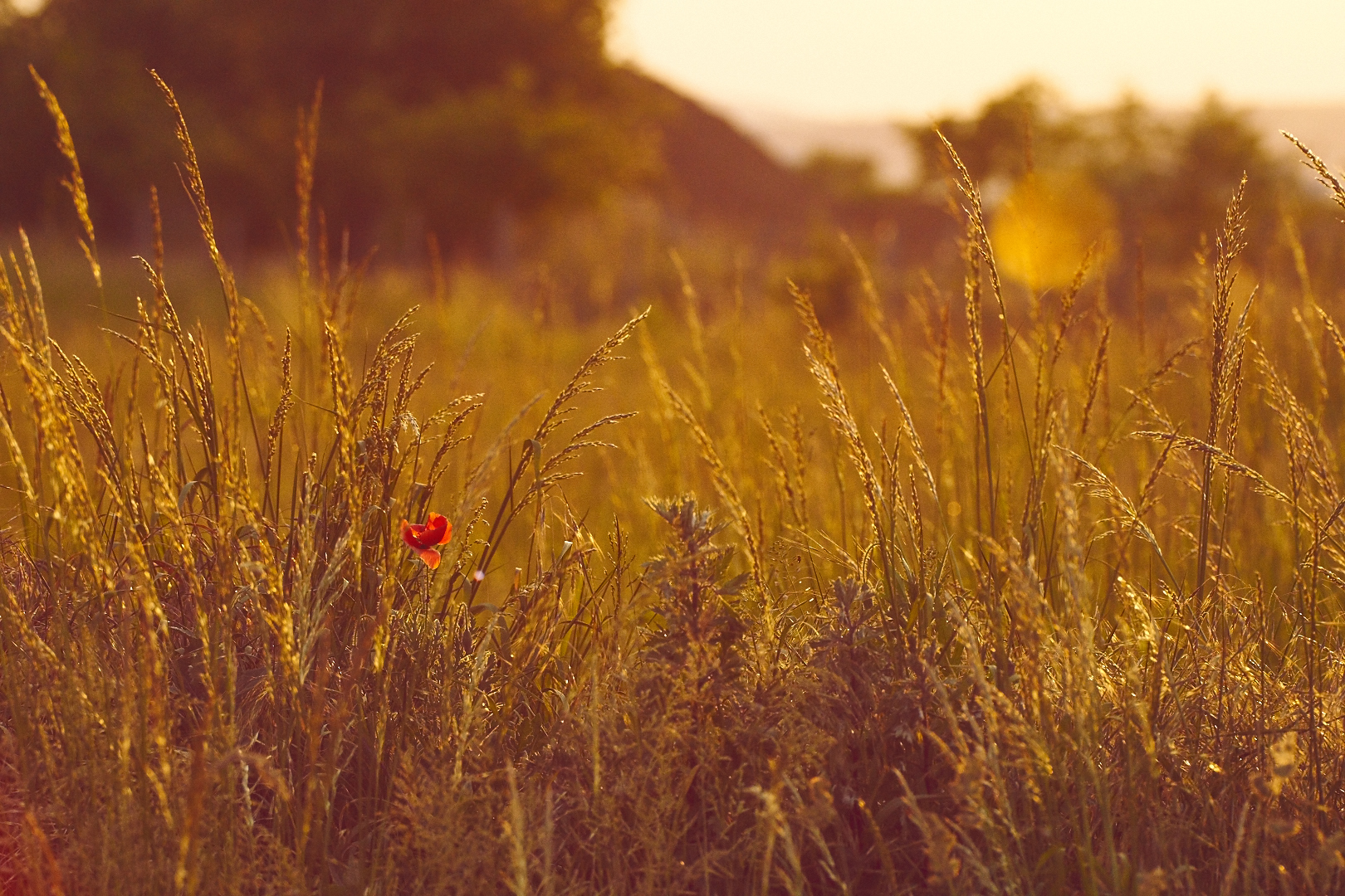 at sunset