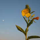 at sunset light with moon