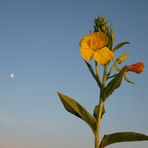 at sunset light with moon