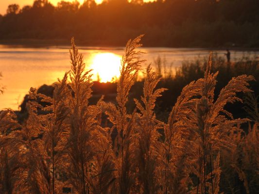 at sunset on the river