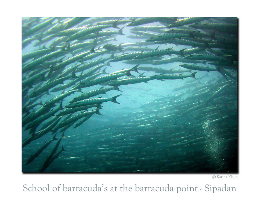 At the Barracuda point in Sipadan