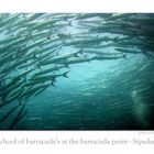 At the Barracuda point in Sipadan