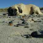 at the beach