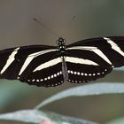 At the butterfly house