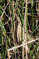 At the Celery Fields...