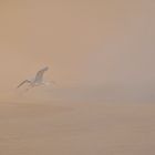 at the edge of the Namib