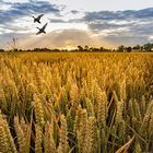 At the grain fields