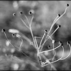 {at the lake} dried chamomile