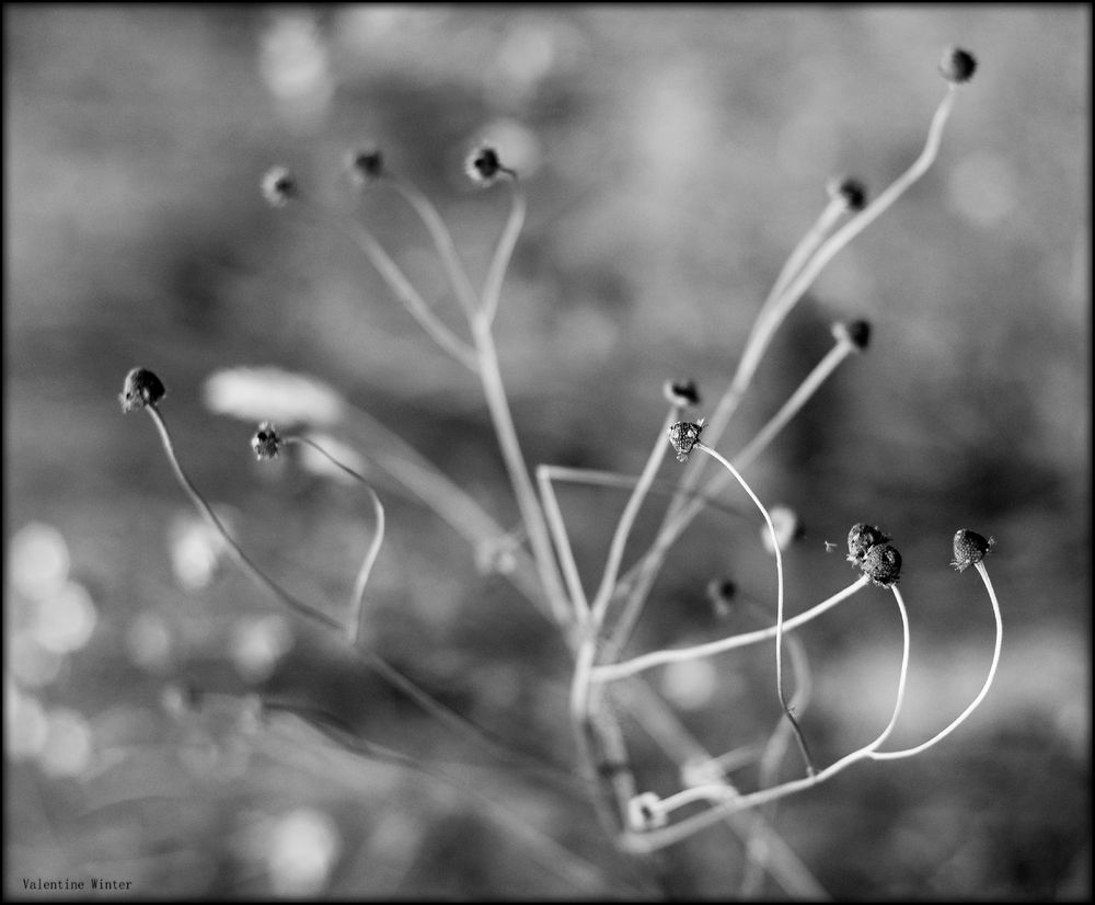 {at the lake} dried chamomile