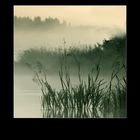 ... at the lake in the rushes ...