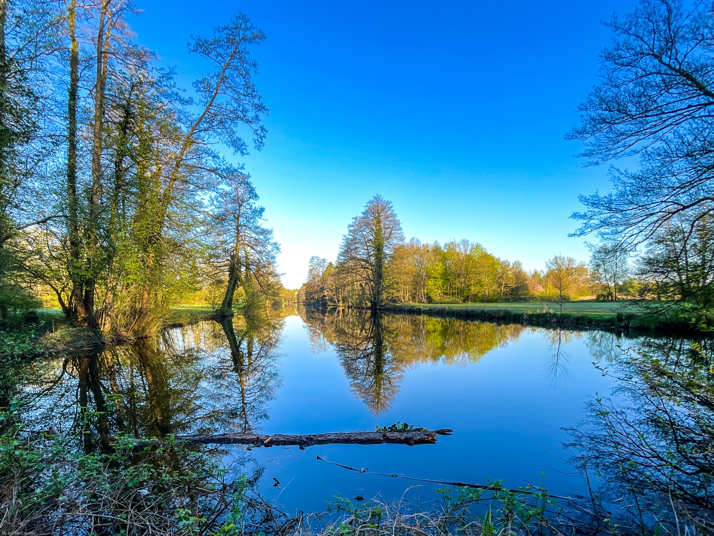 at the morning - tree and water