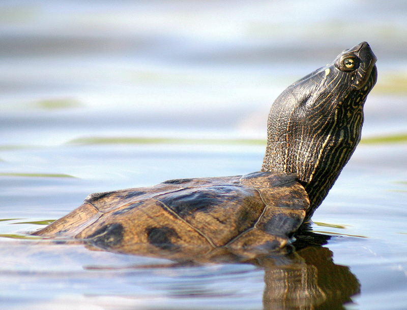 at the pond