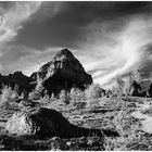 At the Tree-Line, Larch Valley - No.2