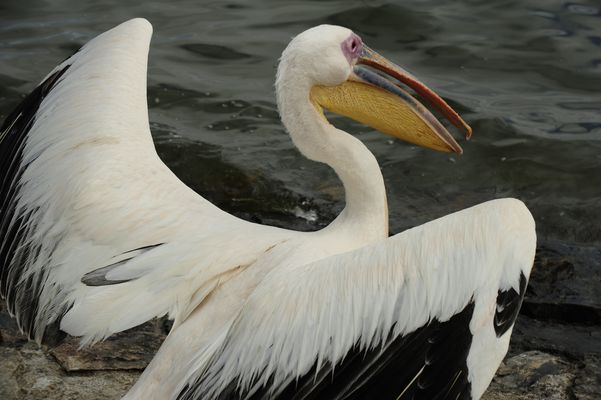 At the Walvis Bay Waterfront