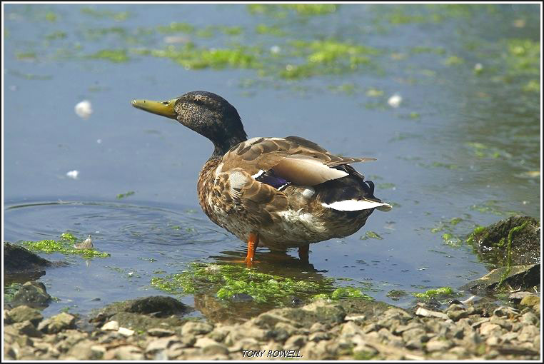 AT THE WATERS EDGE.