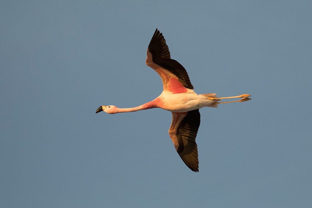 Atacama #04 Flamingo im Flug