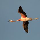 Atacama #04 Flamingo im Flug