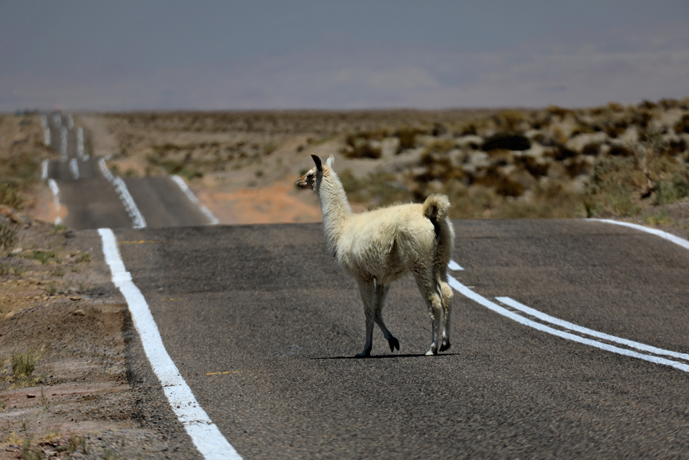 Atacama #06: on the road again