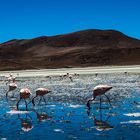 ATACAMA