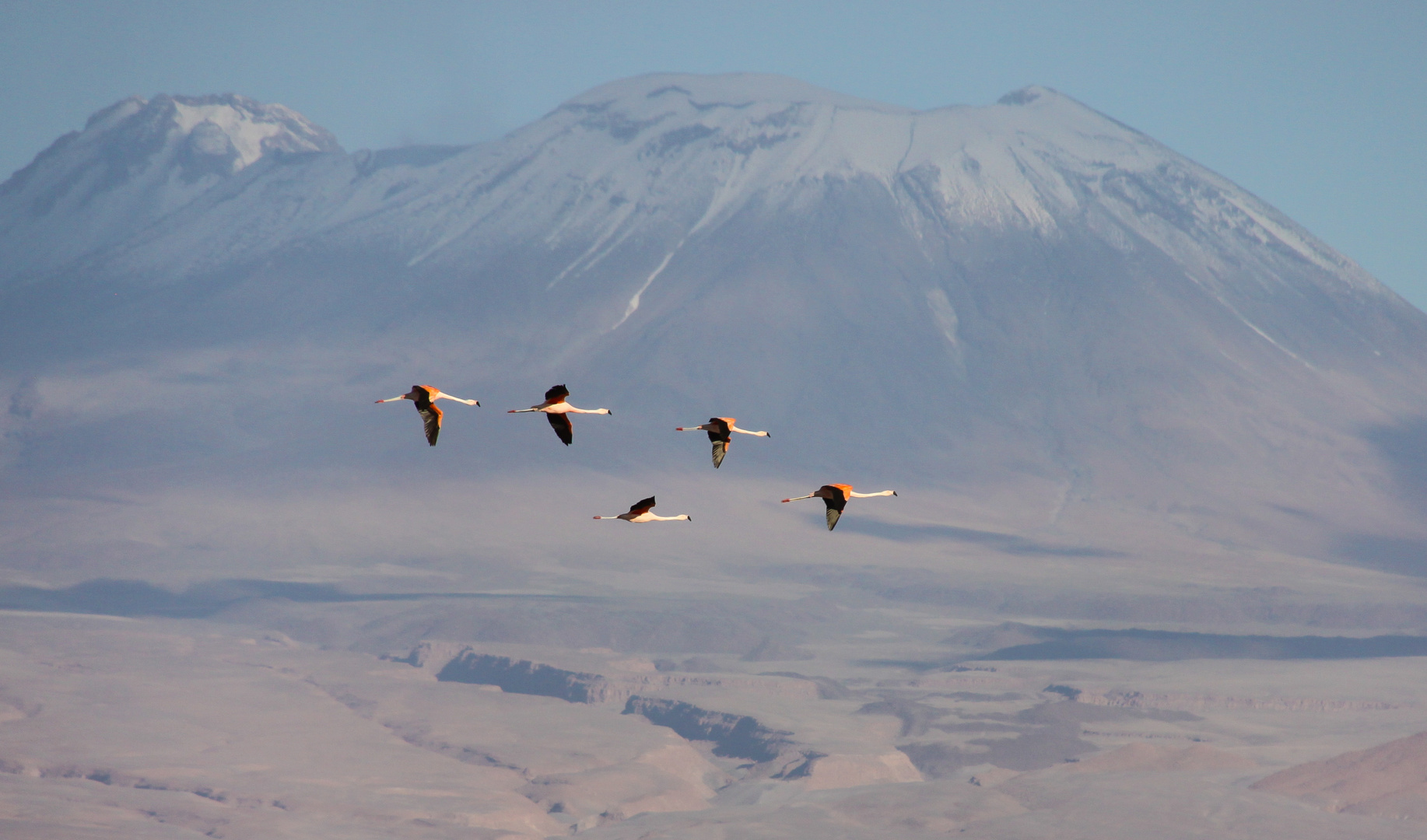 Atacama - Flamingos