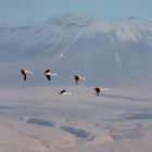 Atacama - Flamingos