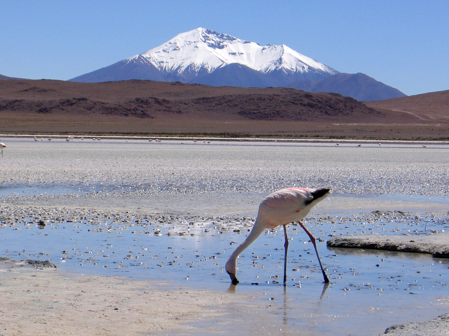 Atacama Hochland Bolivien Flamingo