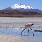 Atacama Hochland Bolivien Flamingo