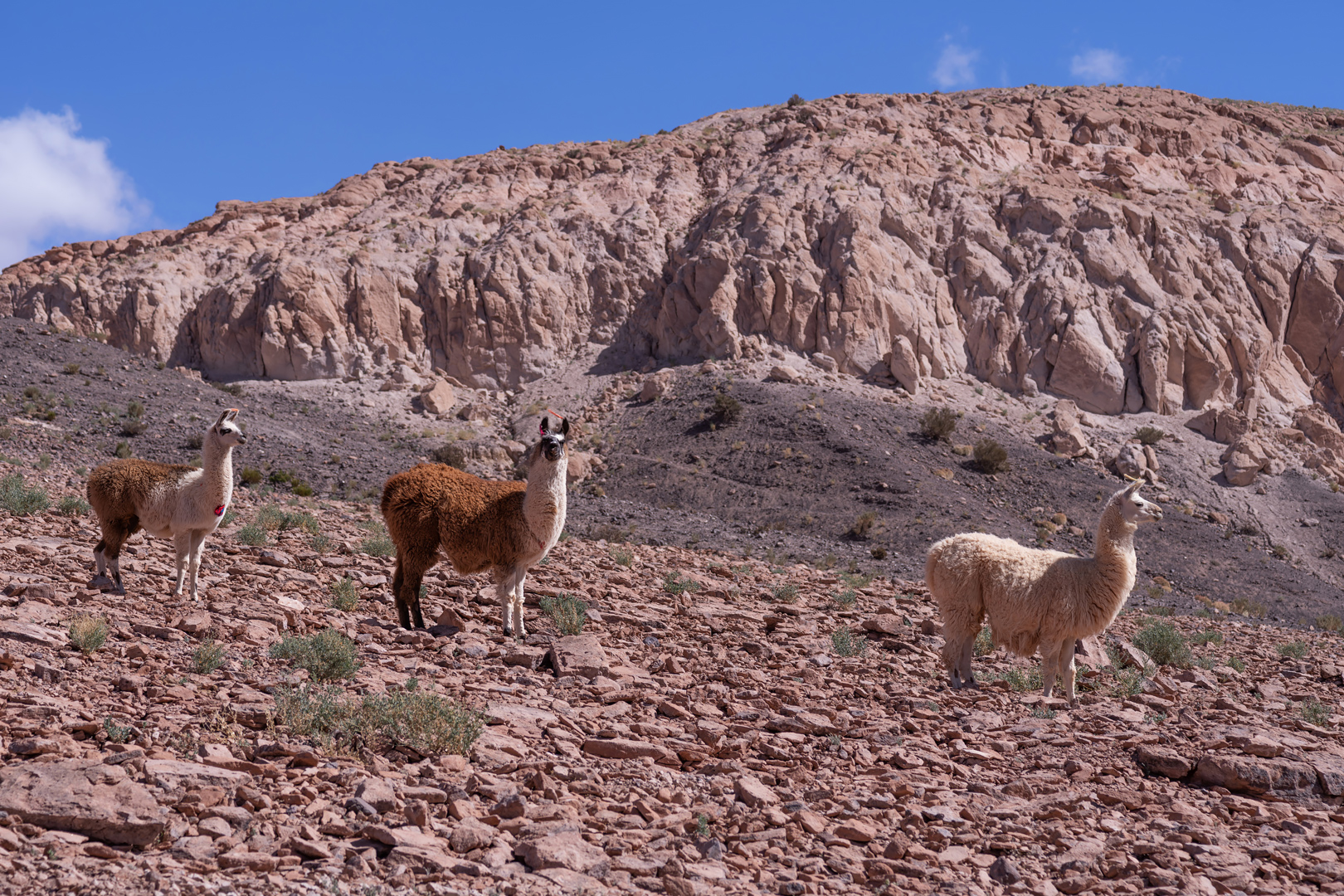 atacama impressionen #10