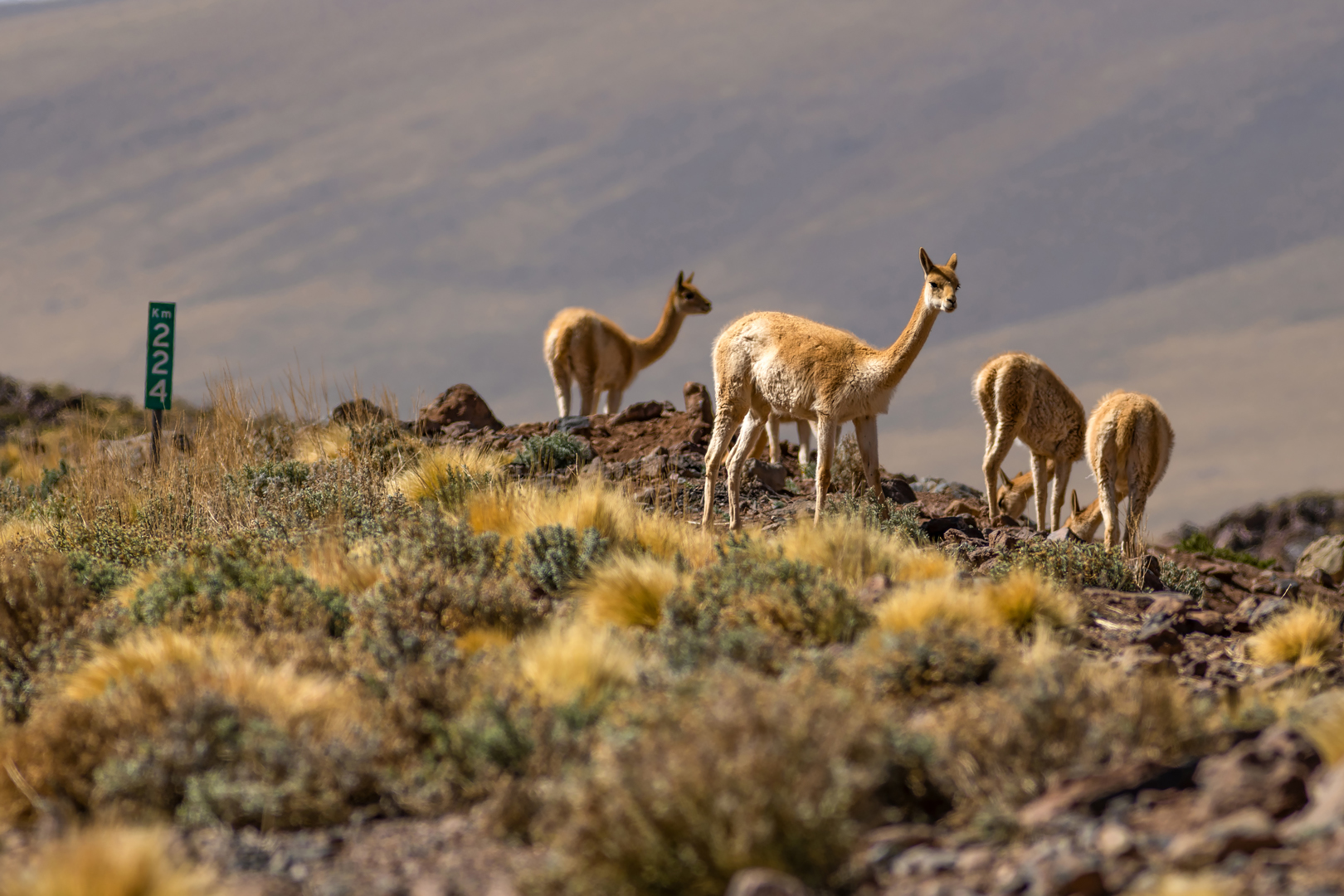 atacama impressionen #27