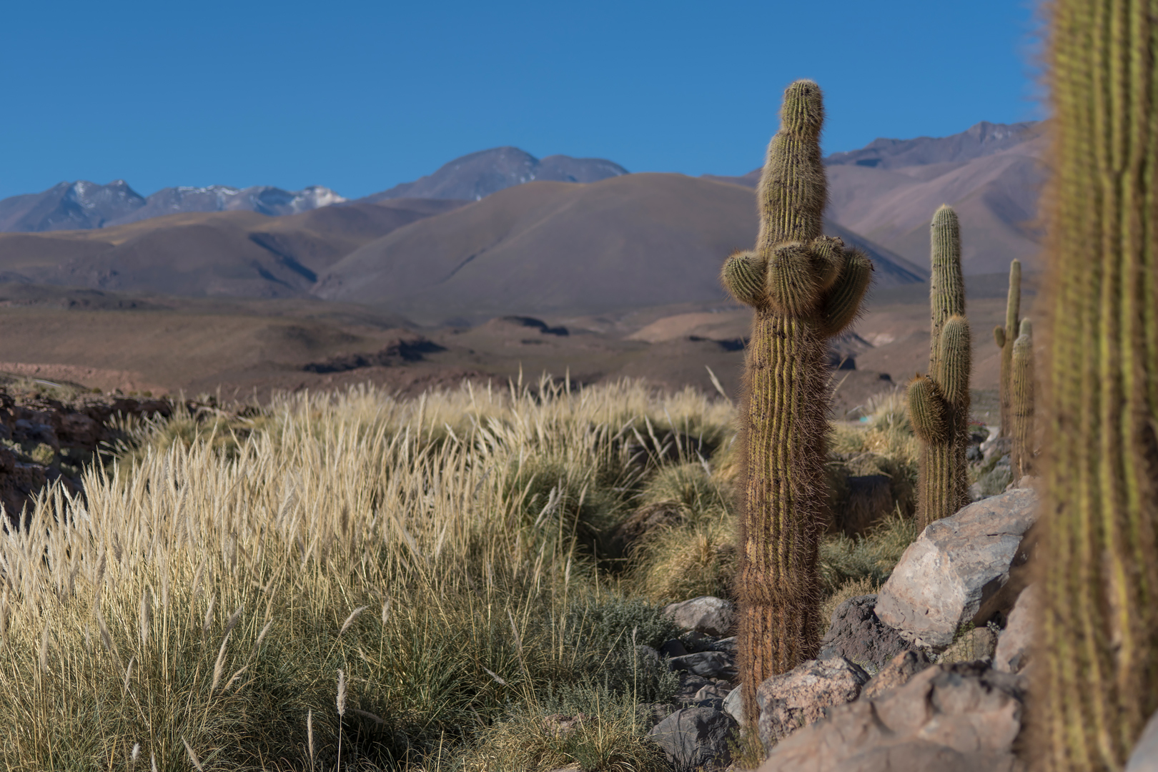 atacama impressionen #62