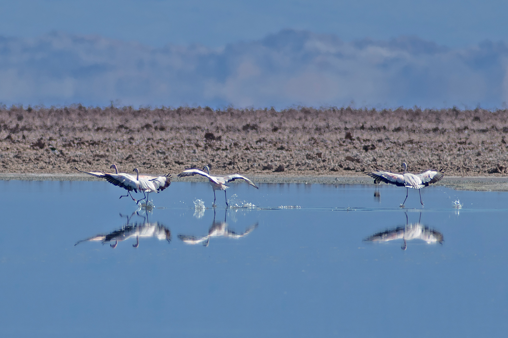 atacama impressionen #71