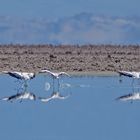 atacama impressionen #71