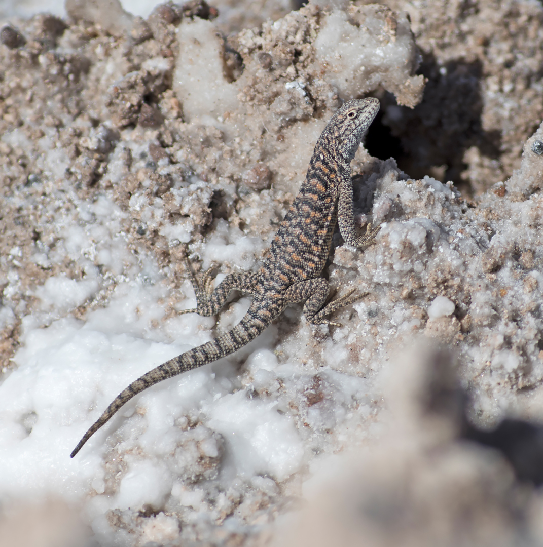 atacama impressionen #72