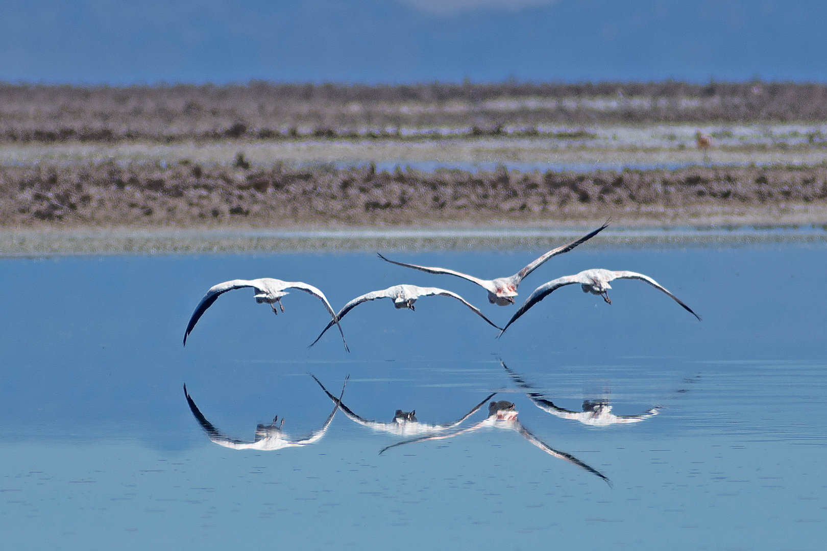 atacama impressionen #73