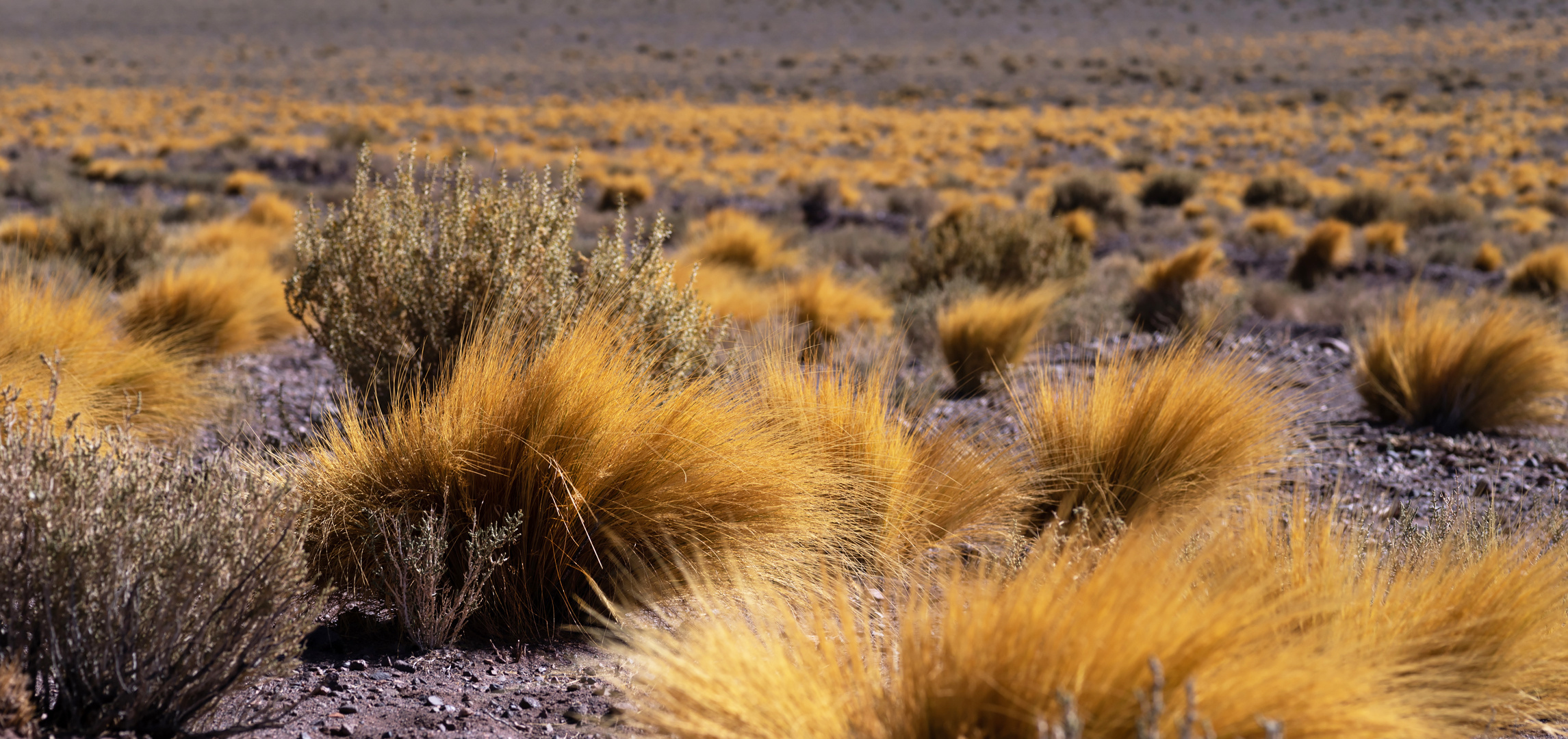 atacama impressionen #8