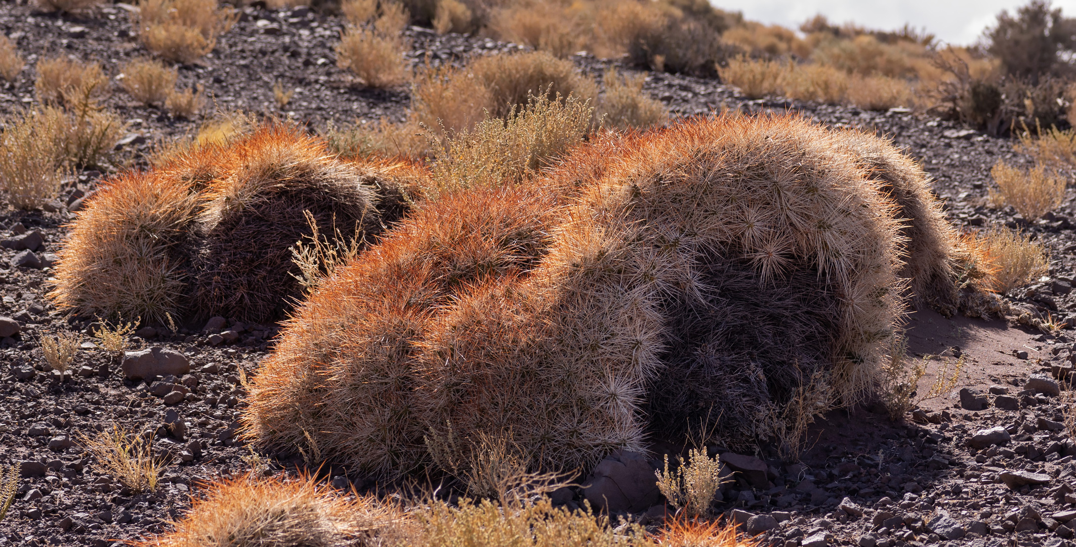 atacama impressionen #9