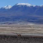 Atacama-Wüste, Chile: A Walk In The Desert
