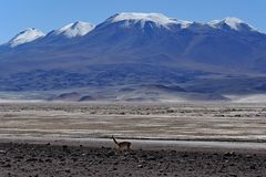 Atacama-Wüste, Chile: A Walk In The Desert