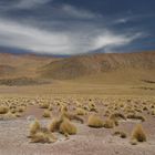 Atacama Wüste Chile - Auf dem Weg zu den Geysieren "El Tatio"