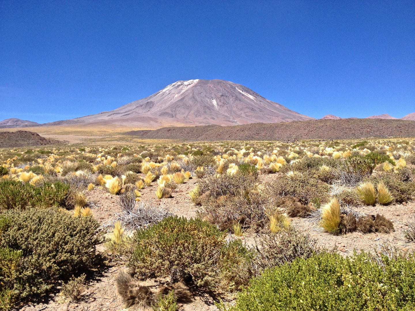 Atacamawüste Vegetation