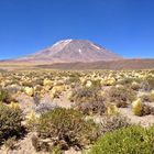 Atacamawüste Vegetation