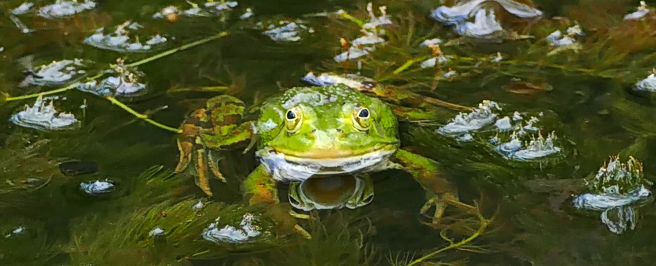 Atacke - ich hab Dich im Blick