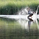Atake im Wasser - Ente zu Hinterzarten