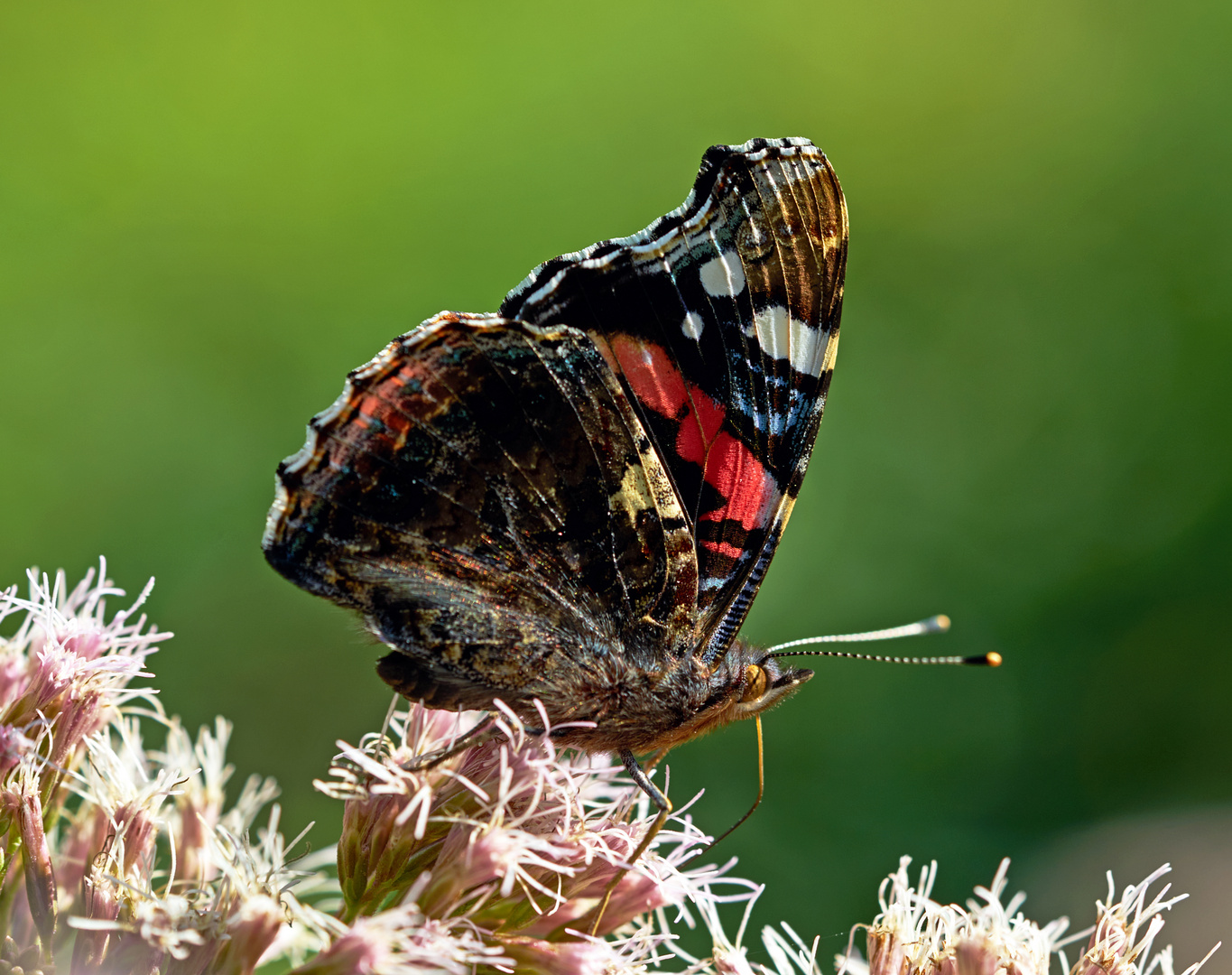 Atalanta on Eupatorium 