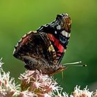 Atalanta on Eupatorium 